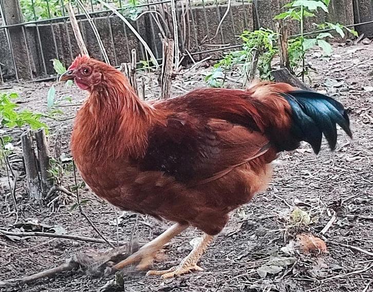 Gezonde jonge haan, van dit jaar, Dieren en Toebehoren, Pluimvee, Kip, Mannelijk