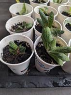 Gasteria acinacifolia / vetplantjes, Ophalen, Overige soorten, Minder dan 100 cm