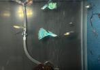 Blue Singa - Prachtige Guppen!, Dieren en Toebehoren, Vissen | Aquariumvissen, Vis