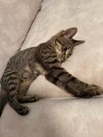 Kitten, Dieren en Toebehoren, Katten en Kittens | Raskatten | Korthaar, Kater, Ingeënt