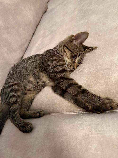 Kitten, Dieren en Toebehoren, Katten en Kittens | Raskatten | Korthaar, Kater, Ingeënt