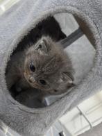 2 kittens te koop, eentje voor €300, Dieren en Toebehoren, Katten en Kittens | Raskatten | Korthaar, Kater