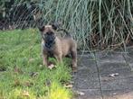 Mechelse herder puppy's, Dieren en Toebehoren, Honden | Herdershonden en Veedrijvers, 8 tot 15 weken, Meerdere, Meerdere dieren