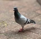 Duif, Dieren en Toebehoren, Vogels | Duiven, Vrouwelijk, Overige soorten