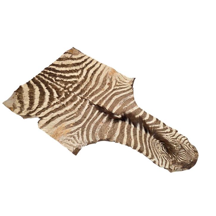Deel van een oude zebrahuid op leer gelijmd, midden 20e eeuw, Antiek en Kunst, Curiosa en Brocante, Ophalen of Verzenden