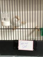 Nog 2 satinet gele poppen beschikbaar, Vrouwelijk