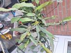 Mooie grote Red Orchid Cactus, Huis en Inrichting, Kamerplanten, Ophalen, Cactus, Halfschaduw, Minder dan 100 cm
