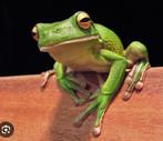 Gezocht: litoria infrafrenata, Dieren en Toebehoren, Amfibie, 0 tot 2 jaar