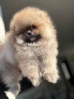 Pomeriaan pup teefje en reutje Bearface, Dieren en Toebehoren, Honden | Poolhonden, Keeshonden en Oertypen, Rabiës (hondsdolheid)