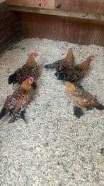 Trio sabelpootkrielen, Dieren en Toebehoren, Pluimvee, Kip