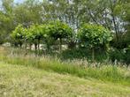 Plantanen, Tuin en Terras, Planten | Bomen, Ophalen, Volle zon, Dakboom, 250 tot 400 cm