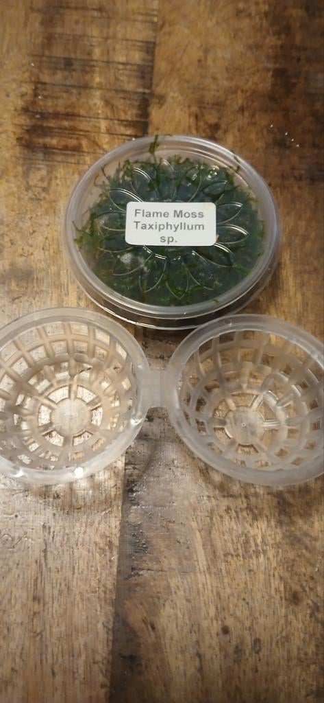 Java Moss Floating Ball, Ophalen of Verzenden, Plant(en), Steen of Hout