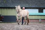 Prachtige Fjordenmerrie, Dieren en Toebehoren, Paarden, Merrie