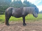 Super lieve zwart schimmel hengst te koop, Dieren en Toebehoren, Gechipt, Hengst, A pony (tot 1.17m), 3 tot 6 jaar