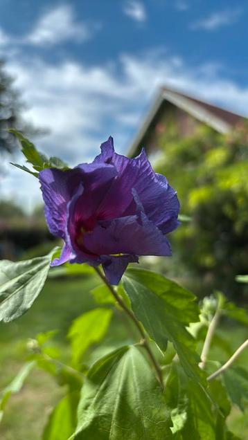 Paarse Hibiscus- boompje in bloei beschikbaar voor biedingen