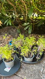 Money makers tomatenplantjes, Ophalen, Zomer, Volle zon