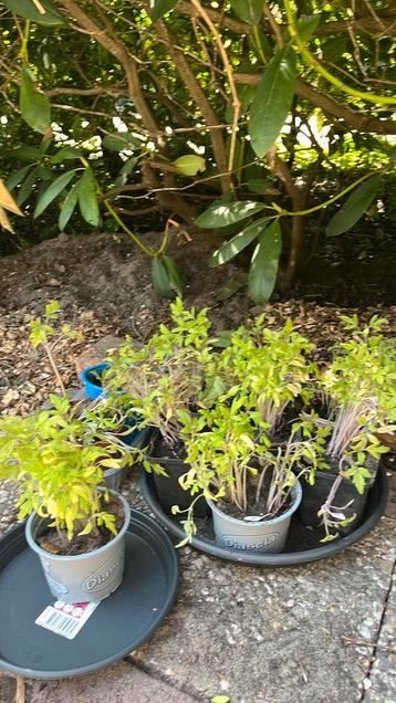 Money makers tomatenplantjes beschikbaar voor biedingen