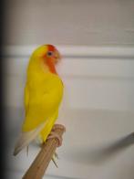 Lutino, Dieren en Toebehoren, Vogels | Parkieten en Papegaaien, Meerdere dieren, Dwergpapegaai of Agapornis, Geringd
