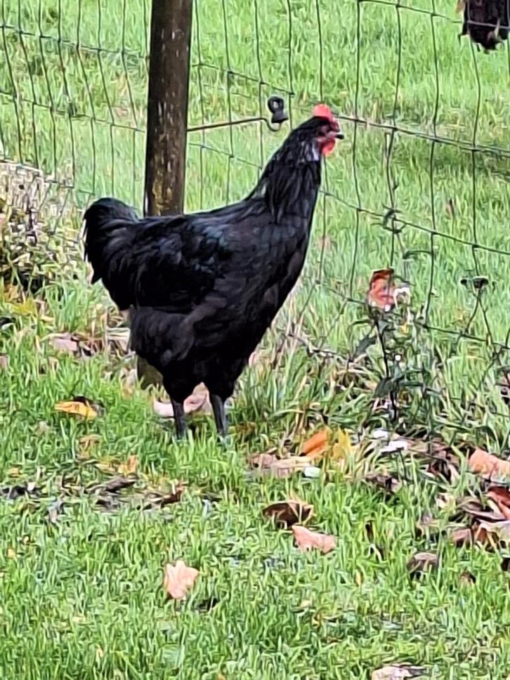 Zwarte Jersey Giant haan te koop., Dieren en Toebehoren, Pluimvee, Kip, Mannelijk