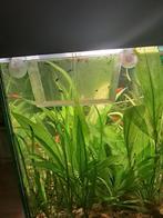 Aquarium zwart 120 liter, Vis