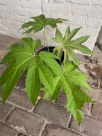 Rijstpapierplant, Tetrapanax, Tuin en Terras, Planten | Tuinplanten, Ophalen, Overige soorten, Volle zon
