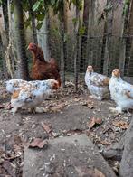 Te koop: Cochin kriel porselein haantjes, Dieren en Toebehoren, Pluimvee, Mannelijk, Kip