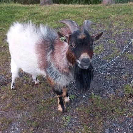 Te koop, ruilen of ter dekking, Dieren en Toebehoren, Schapen, Geiten en Varkens, Geit, Mannelijk, 3 tot 5 jaar
