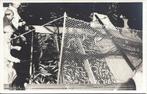 Fotokaart Visserij, Haringvisserij, Vissermannen, Drijfnet, Verzenden, 1940 tot 1960, Ongelopen
