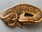 Mojave yellow belly vrouw Koningspython ballpythons, Dieren en Toebehoren, Reptielen en Amfibieën