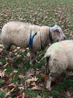Rouge x Texelaar dekram, Dieren en Toebehoren, Schapen, Geiten en Varkens, Mannelijk, Schaap