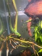 Endler gup, Dieren en Toebehoren, Vissen | Vijvervissen, Karper of Koi