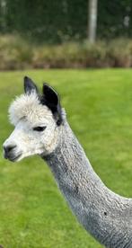 Grijs witte alpaca merrie 1 jaar, Dieren en Toebehoren, Overige Dieren, Augustus, Vrouwelijk