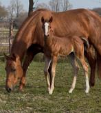2025 reining filly, Dieren en Toebehoren, Paarden, Merrie, Gechipt, 0 tot 2 jaar, Westernpaard