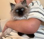 Pers kitten perzische kitten sealpoint, Dieren en Toebehoren, Katten en Kittens | Raskatten | Langhaar, Poes, Ontwormd