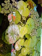 Braziliaanse klimop aquariumplant, Ophalen, Nieuw, Plant(en), Steen of Hout