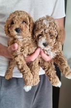 Toypoedels puppy, Poedel, Rabiës (hondsdolheid), 8 tot 15 weken, Meerdere