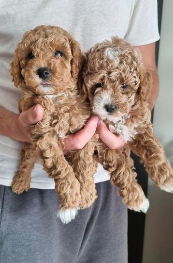 Toypoedels pups te koop | reutje & teefje beschikbaar voor biedingen