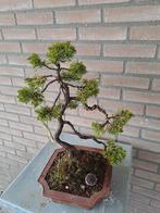 Bonsai boom juniperus chinensis 50 cm, Tuin en Terras, Minder dan 100 cm, Overige soorten, Ophalen of Verzenden