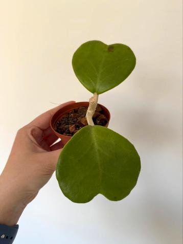 Hoya kerrii (heart leaves) - rooted beschikbaar voor biedingen