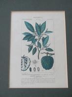 Antieke gravure - Botanica Dicotiledoni, Ophalen of Verzenden