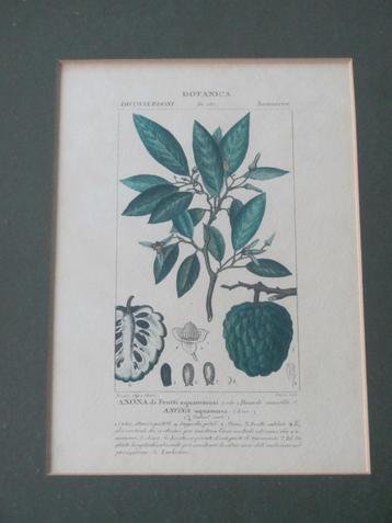 Antieke gravure - Botanica Dicotiledoni beschikbaar voor biedingen