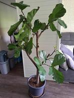 Ficus Lyrata 185cm, Huis en Inrichting, Kamerplanten, Ficus, 150 tot 200 cm, Halfschaduw, Ophalen