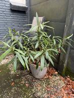 2 (witte) Oleander planten in pot, Tuin en Terras, Bloempotten, Gebruikt, Rond, Binnen, Aardewerk