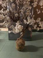 Boompje met bloesem, Ophalen, Overige soorten