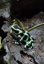 Gifkikker Dendrobatus Auratus kweekgroep, Dieren en Toebehoren, Reptielen en Amfibieën | Toebehoren, Ophalen, Terrarium of Paludarium