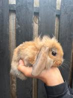 Hangoor konijntjes, Meerdere dieren, Hangoor, 0 tot 2 jaar