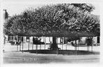JD441 Etten Moederboom 1940-50, Verzamelen, Ansichtkaarten | Nederland, Ongelopen, Noord-Brabant, 1920 tot 1940, Verzenden