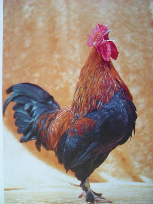 Geïllustreerde kippen encyclopedie., Boeken, Dieren en Huisdieren, Gelezen, Pluimvee, Ophalen of Verzenden
