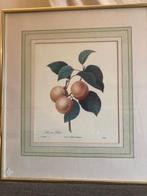 La Pêche et L'abricot -pêche, Ophalen