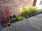Diverse mooie tuinplanten., Ophalen, Overige soorten, Volle zon
